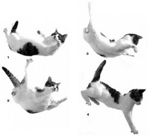 why cats can survive falls, cats falling from height and still alive, cats body, cats body twisting