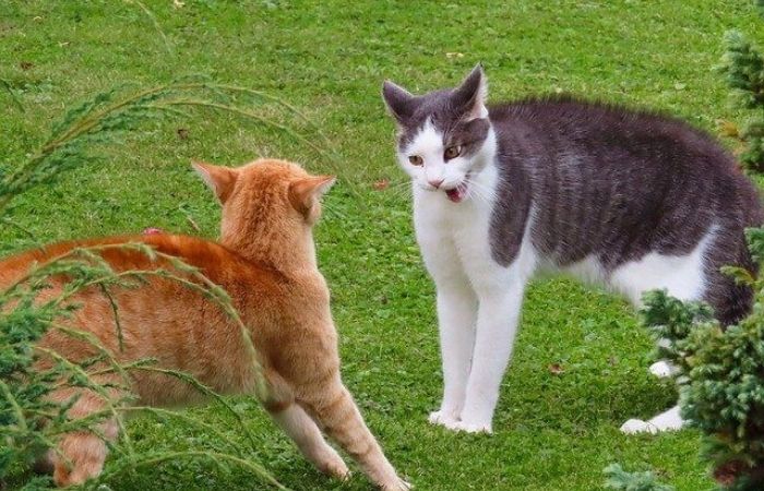 cats fight, two cats fighting