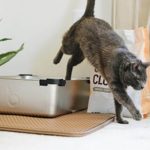 5 Fast Ways to Stop Diarrhea in Cats