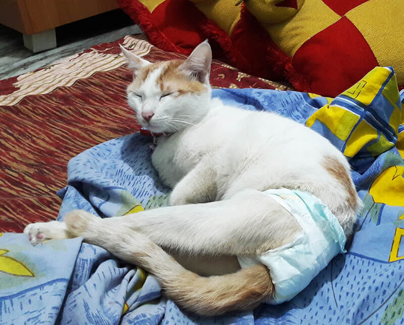 story of Elsa, spinal cord injured cat, mybosscat.com