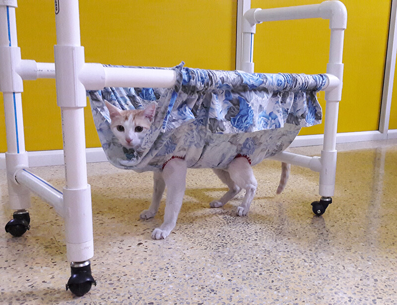 story of Elsa, spinal cord injured cat