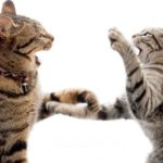 Stop Cats From Fighting! Read these 5 Simple Tips