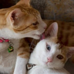 6 Secret tips for making two Cats friends