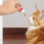Homeopathy For Cats. Are they safe for your cat?