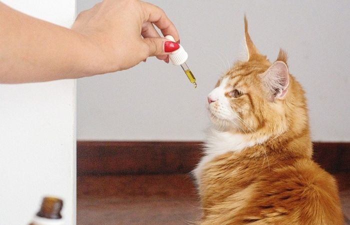 homeopathy for cats, natural medicine for cats, herbal medicine for cats